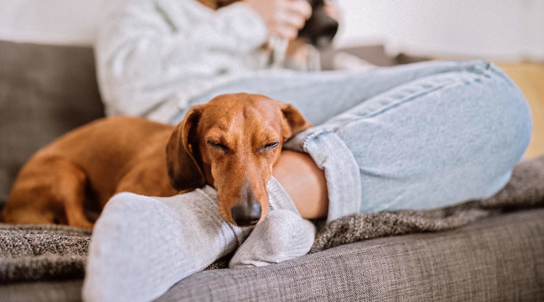 Dog on Couch